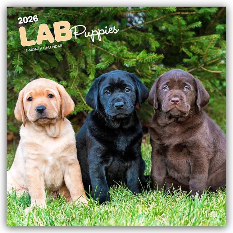 Produktbild: Labrador Retriever Puppies – Labrador Retriever Welpen 2026 – 16-Monatskalender