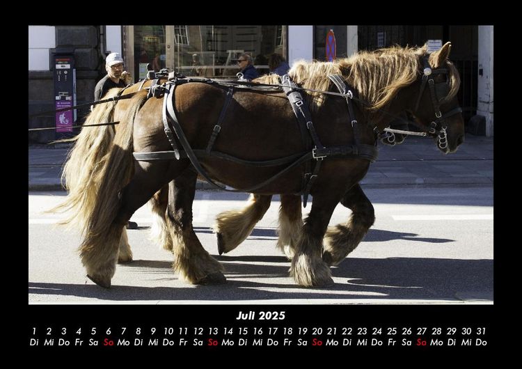 Produktbild: Pferde Kalender 2025 Fotokalender DIN A3