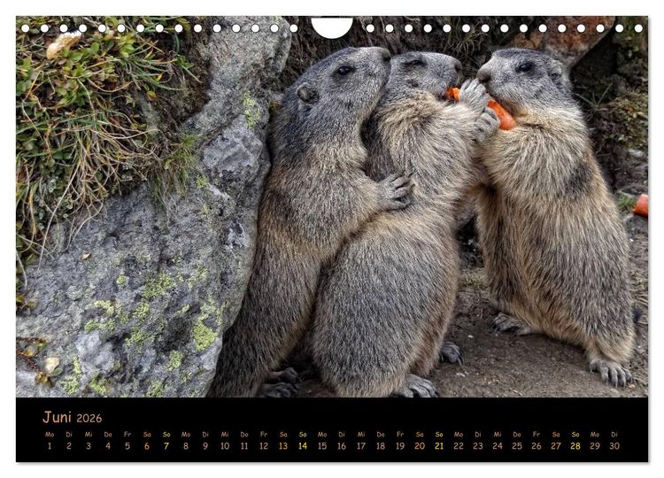 Produktbild: Wildlife - Verspielte Murmeltiere (Wandkalender 2026 DIN A4 quer), CALVENDO Monatskalender