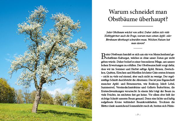 Produktbild: Das große kleine Buch: Obstbaumschnitt