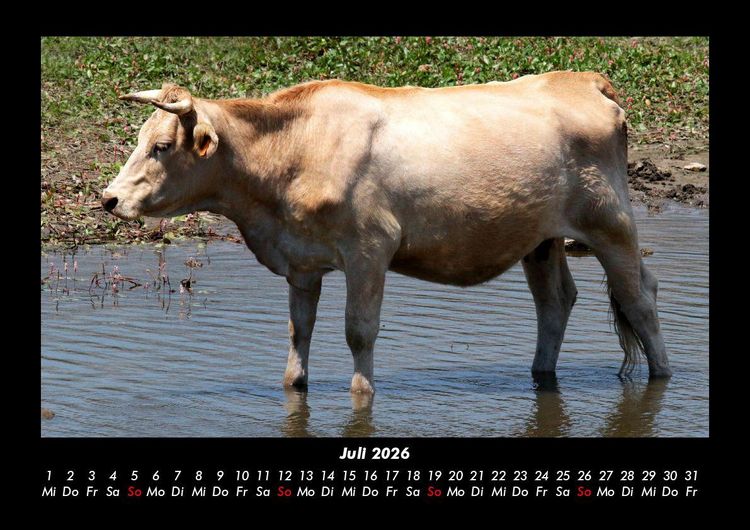 Produktbild: Kuhkalender 2026 Fotokalender DIN A3