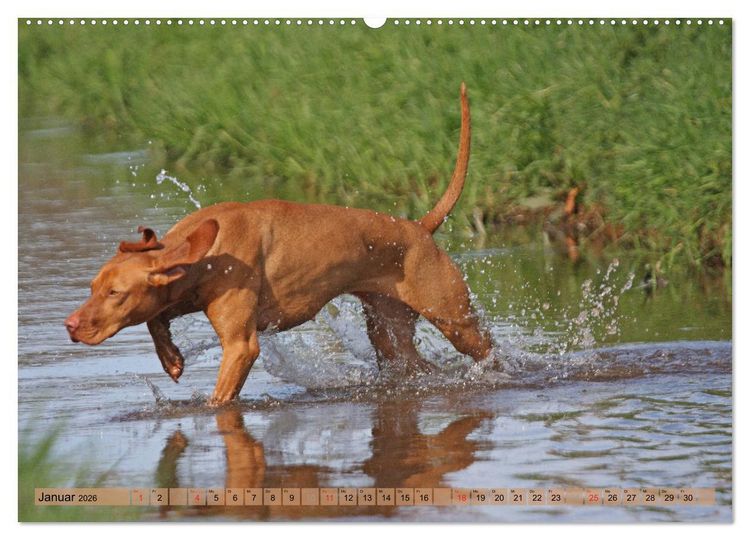 Produktbild: Magyar Vizsla - Vielseitiger Jagdhund mit Familienanschluss (hochwertiger Premium Wandkalender 2026 DIN A2 quer), Kunstdruck in Hochglanz