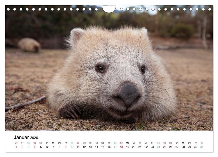Produktbild: Australiens wunderbare Tiere (Wandkalender 2026 DIN A4 quer), CALVENDO Monatskalender