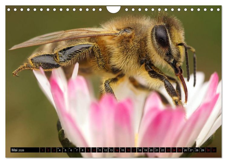 Produktbild: Faszination Makrofotografie: Wespen und Bienen (Wandkalender 2026 DIN A4 quer), CALVENDO Monatskalender