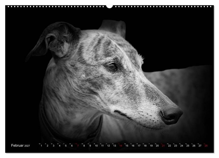 Produktbild: Galgo Espa&ntilde;ol - der spanische Windhund 2027 (Wandkalender 2027 DIN A2 quer), CALVENDO Monatskalender