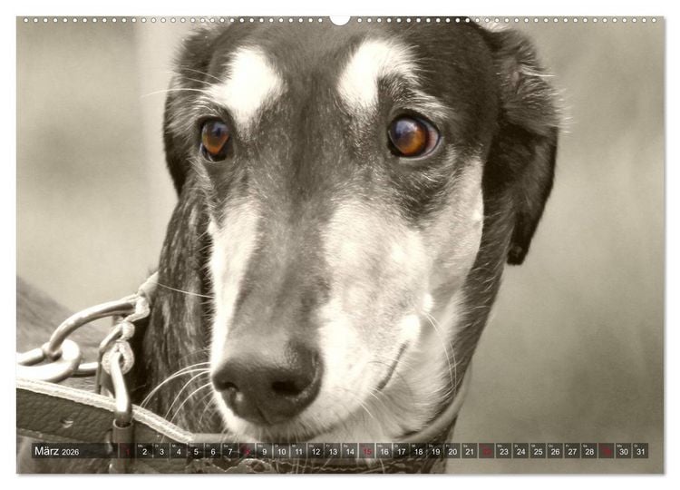 Produktbild: Windhunde eye-catcher (Wandkalender 2026 DIN A2 quer), CALVENDO Monatskalender