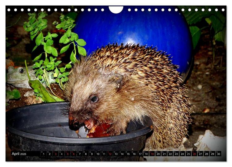 Produktbild: Meine Igel (Wandkalender 2026 DIN A4 quer), CALVENDO Monatskalender