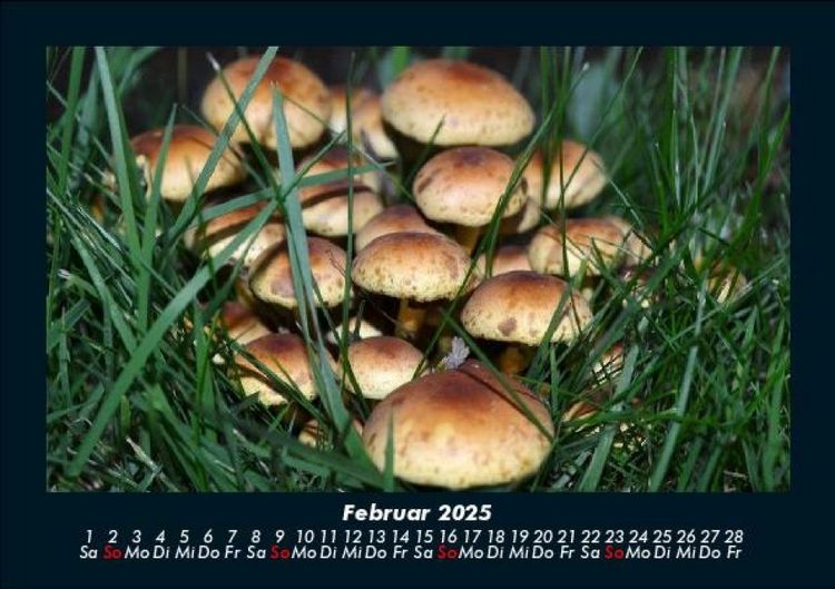 Produktbild: Pilzkalender 2025 Fotokalender DIN A5