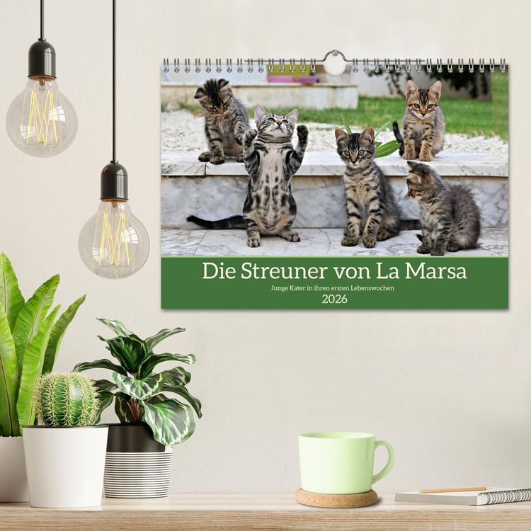 Produktbild: Die Streuner von La Marsa (Wandkalender 2026 DIN A4 quer), CALVENDO Monatskalender
