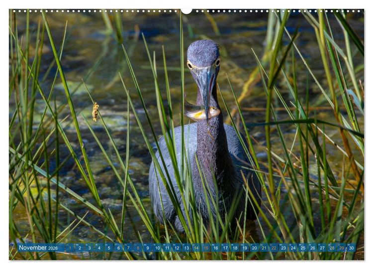 Produktbild: Blaureiher und Dreifarbenreiher (hochwertiger Premium Wandkalender 2026 DIN A2 quer), Kunstdruck in Hochglanz
