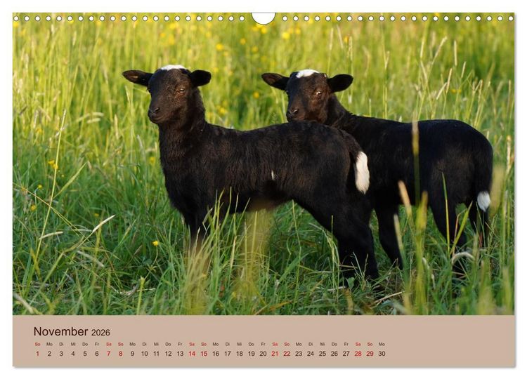 Produktbild: Bauernhoftiere - Von Klein bis Gro&szlig;, mit Fell und mit Federn. (Wandkalender 2026 DIN A3 quer), CALVENDO Monatskalender