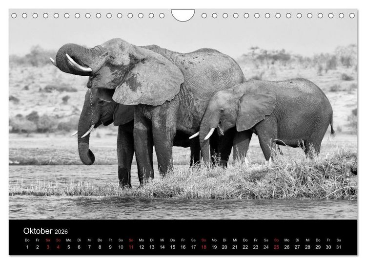 Produktbild: Elefanten Schwarz - Weiss (Wandkalender 2026 DIN A4 quer), CALVENDO Monatskalender