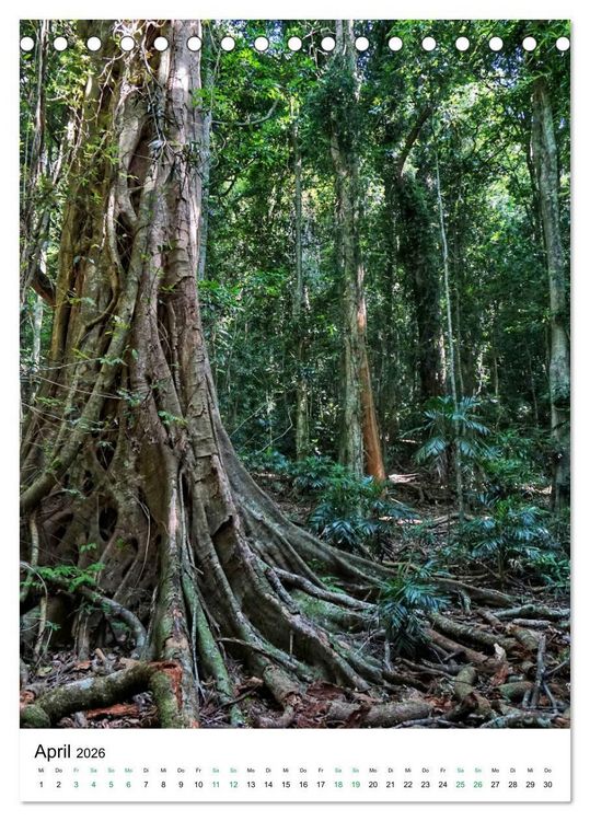 Produktbild: Regenwald - Australien (Tischkalender 2026 DIN A5 hoch), CALVENDO Monatskalender
