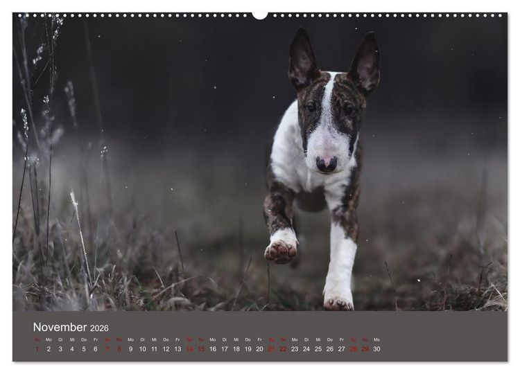 Produktbild: Fantastische Bullterrier - Sieger im Herzen (Wandkalender 2026 DIN A2 quer), CALVENDO Monatskalender
