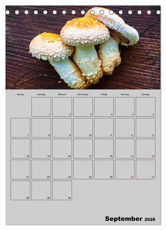 Produktbild: Quer durch die Pilze (Tischkalender 2026 DIN A5 hoch), CALVENDO Monatskalender