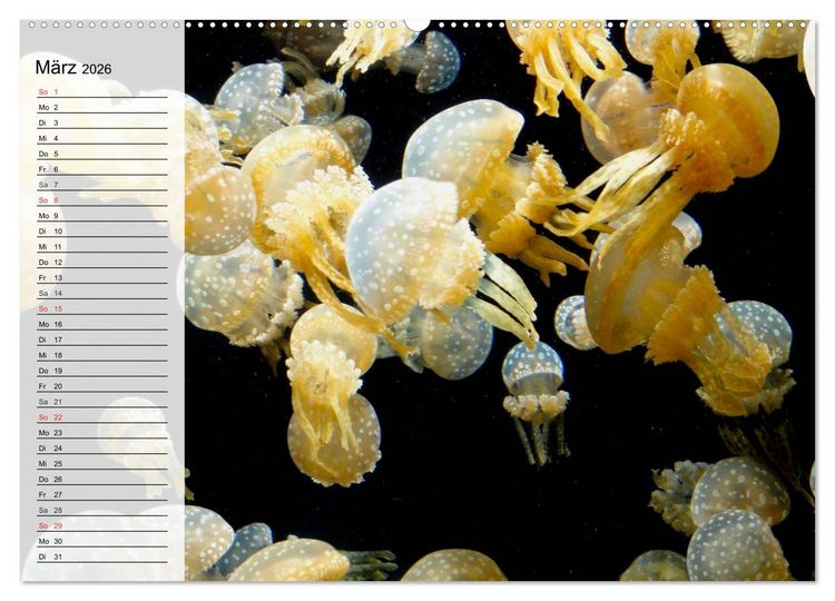 Produktbild: Quallen. &Auml;therische Wunderwesen (Wandkalender 2026 DIN A2 quer), CALVENDO Monatskalender