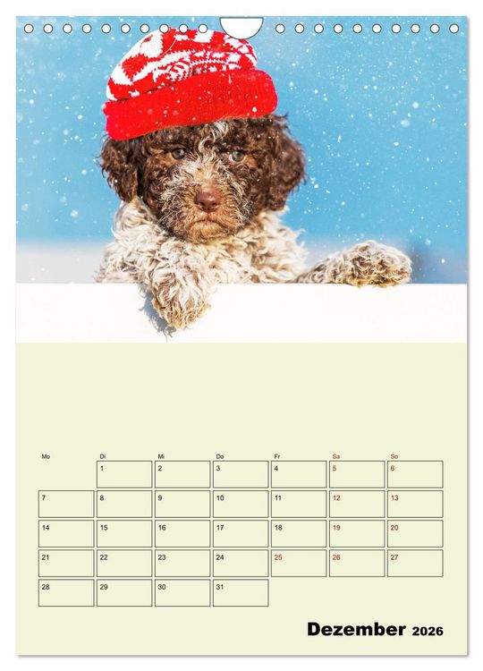 Produktbild: Lagotto Romagnolo - Der Tr&uuml;ffelhund Italiens - Planer (Wandkalender 2026 DIN A4 hoch), CALVENDO Monatskalender