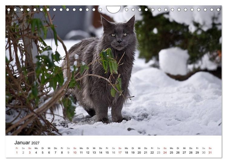 Produktbild: Rassekatzen 2027 (Wandkalender 2027 DIN A4 quer), CALVENDO Monatskalender