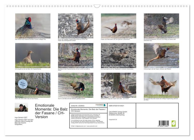 Produktbild: Emotionale Momente: Die Balz der Fasane / CH-Version (Wandkalender 2026 DIN A2 quer), CALVENDO Monatskalender