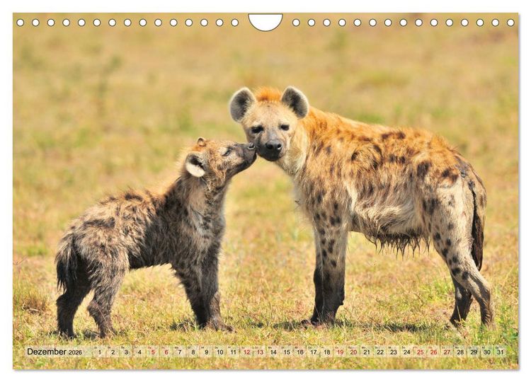Produktbild: Faszination Afrika: T&uuml;pfel-Hy&auml;nen (Wandkalender 2026 DIN A4 quer), CALVENDO Monatskalender