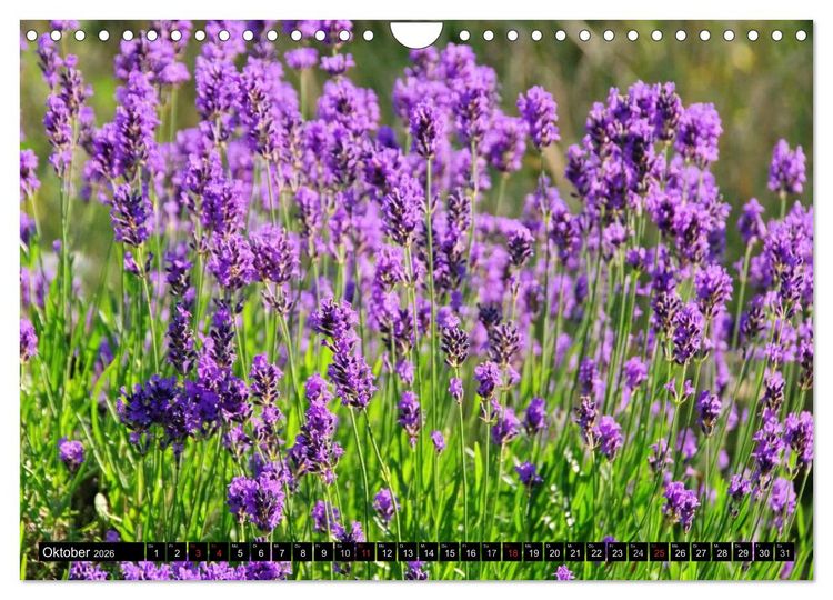 Produktbild: Lavendel (Wandkalender 2026 DIN A4 quer), CALVENDO Monatskalender