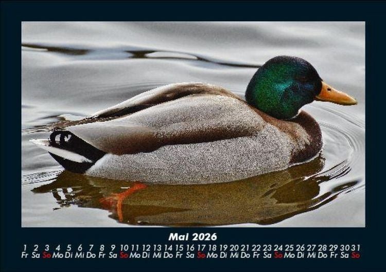 Produktbild: Enten 2026 Fotokalender DIN A5