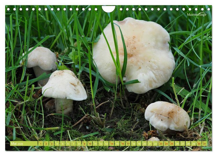 Produktbild: Pilze finden - das ganze Jahr! (Wandkalender 2026 DIN A4 quer), CALVENDO Monatskalender