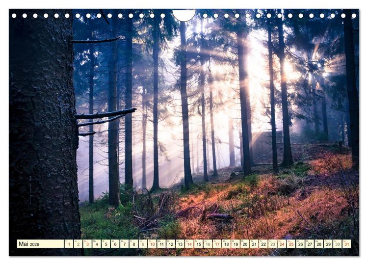 Produktbild: Mystische W&auml;lder - Zauber der Natur (Wandkalender 2026 DIN A4 quer), CALVENDO Monatskalender