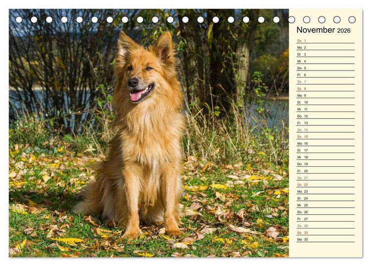 Produktbild: Altdeutsche H&uuml;tehunde - Fast vergessen (Tischkalender 2026 DIN A5 quer), CALVENDO Monatskalender