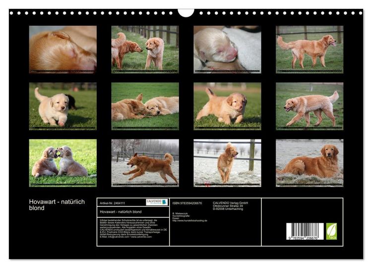 Produktbild: Hovawart - nat&uuml;rlich blond (Wandkalender 2027 DIN A3 quer), CALVENDO Monatskalender