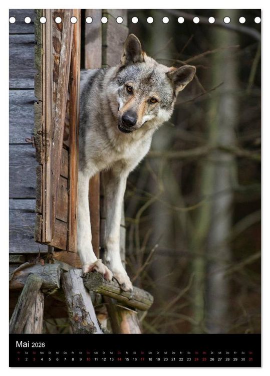 Produktbild: Faszination Wolfhund (Tischkalender 2026 DIN A5 hoch), CALVENDO Monatskalender