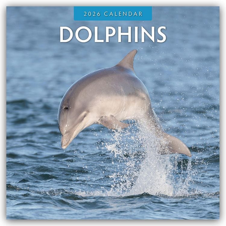 Produktbild: Dolphins – Delfine 2026 – 16-Monatskalender