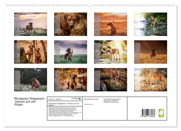 Produktbild: Rhodesian Ridgeback - Herzen auf vier Pfoten (hochwertiger Premium Wandkalender 2026 DIN A2 quer), Kunstdruck in Hochglanz
