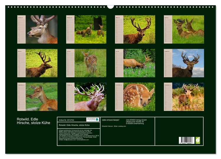 Produktbild: Rotwild. Edle Hirsche, stolze K&uuml;he (Wandkalender 2026 DIN A2 quer), CALVENDO Monatskalender