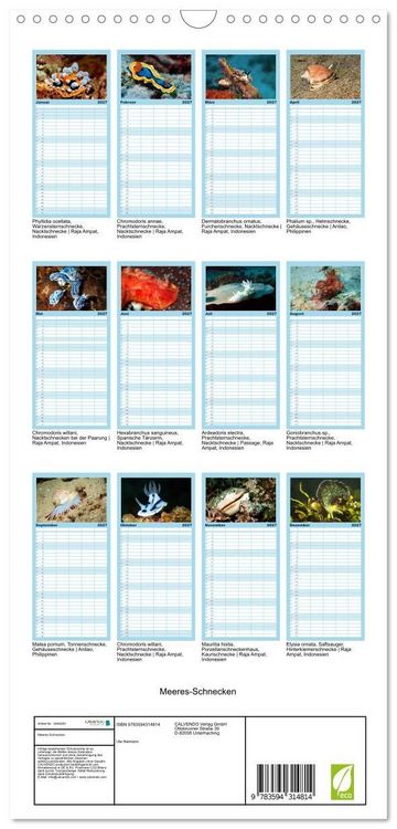 Produktbild: Familienplaner 2027 - Meeres-Schnecken mit 5 Spalten (Wandkalender, 21 x 45 cm) CALVENDO