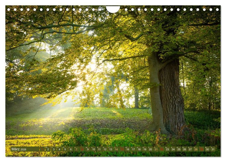Produktbild: Herbst im Dieskauer Park (Wandkalender 2026 DIN A4 quer), CALVENDO Monatskalender