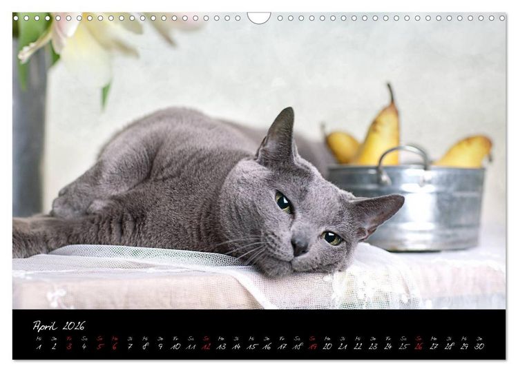 Produktbild: Katzen 2026 (Wandkalender 2026 DIN A3 quer), CALVENDO Monatskalender