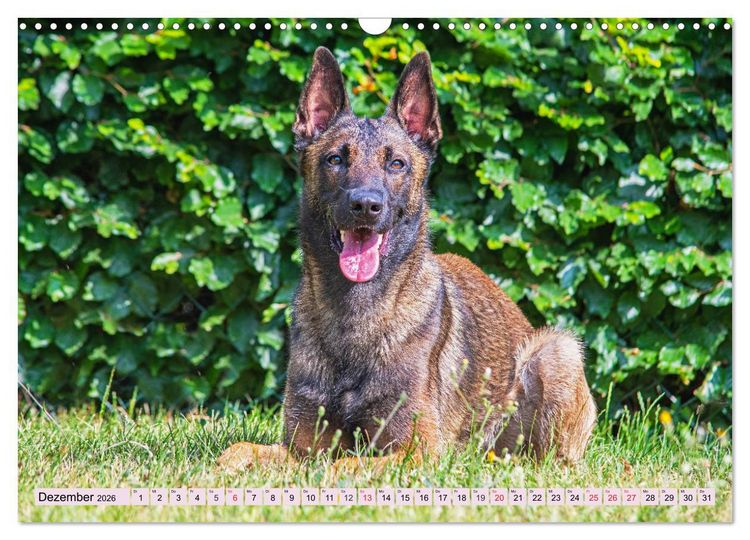Produktbild: Freund und Besch&uuml;tzer - Der Malinois (Wandkalender 2026 DIN A3 quer), CALVENDO Monatskalender