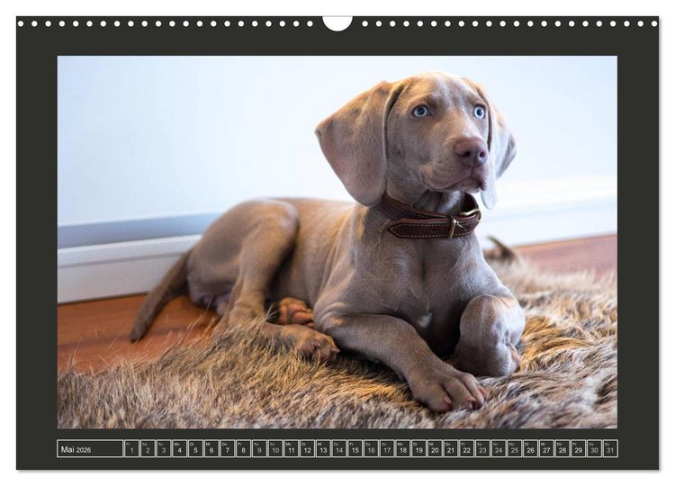 Produktbild: Weimaraner - Ein Welpenjahr (Wandkalender 2026 DIN A3 quer), CALVENDO Monatskalender