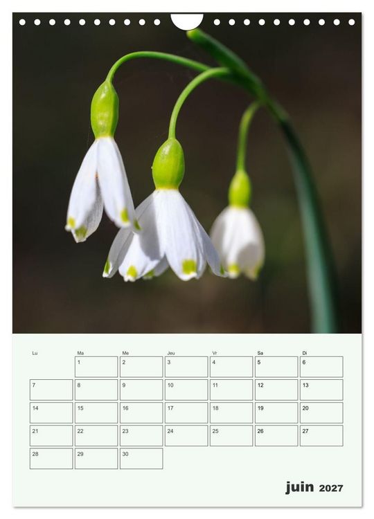Produktbild: Les fleurs, &eacute;ternelles &eacute;phem&egrave;res (Calendrier mural 2027 DIN A4 horizontal), CALVENDO calendrier mensuel