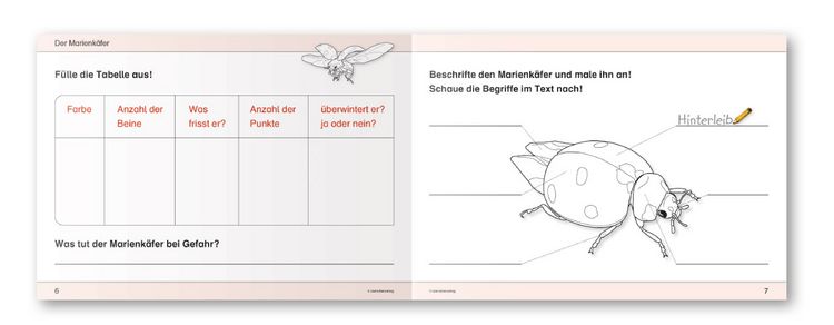 Produktbild: Ich kenne Insekten und Spinnen - Sch&uuml;lerarbeitsheft f&uuml;r die 2. bis 4. Klasse