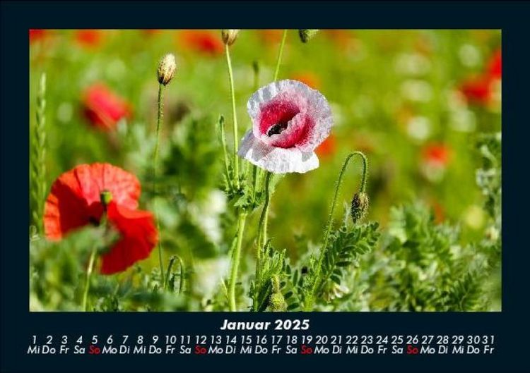 Produktbild: Blumenkalender 2025 Fotokalender DIN A5