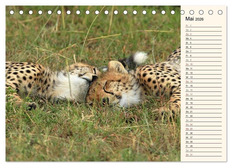 Produktbild: Geparden - Ein Leben in Afrika (Tischkalender 2026 DIN A5 quer), CALVENDO Monatskalender