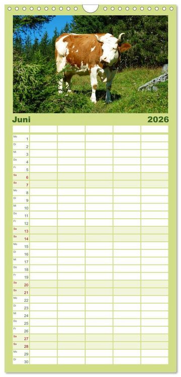 Produktbild: Familienplaner 2026 - Die Welt der K&uuml;he mit 5 Spalten (Wandkalender, 21 x 45 cm) CALVENDO