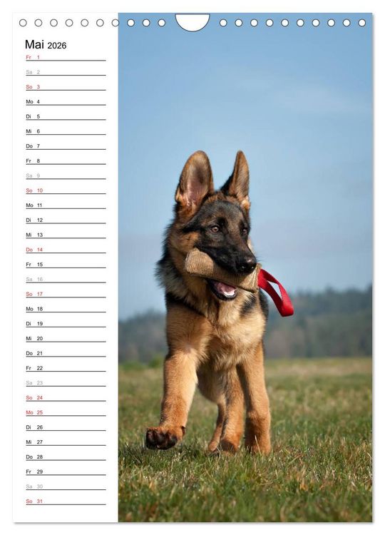 Produktbild: Deutscher Sch&auml;ferhund - unser bester Freund (Wandkalender 2026 DIN A4 hoch), CALVENDO Monatskalender