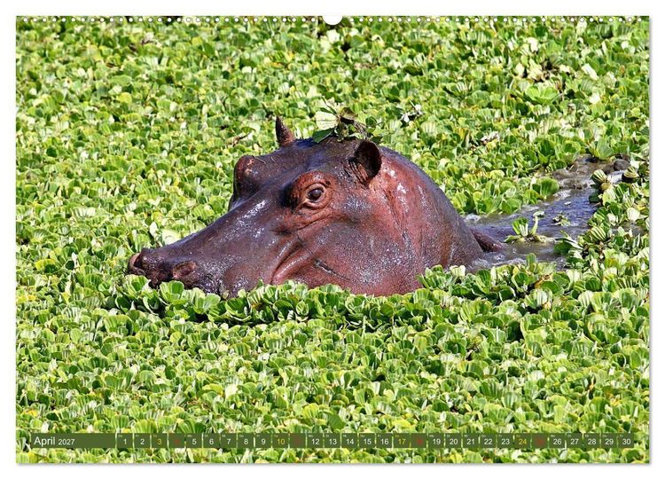 Produktbild: Hippos - Begegnungen in Afrika (hochwertiger Premium Wandkalender 2027 DIN A2 quer), Kunstdruck in Hochglanz