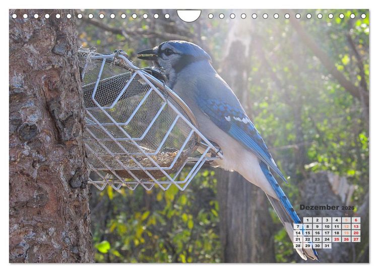 Produktbild: Kanadas charmante Kleintiere - Bezaubernde Einblicke in die Natur (Wandkalender 2026 DIN A4 quer), CALVENDO Monatskalender