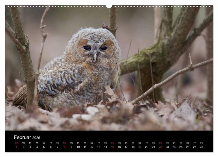 Produktbild: Waldk&auml;uze, fotografiert in M&uuml;nchen (Wandkalender 2026 DIN A2 quer), CALVENDO Monatskalender