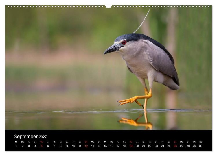 Produktbild: Reiher - Der Tanz auf dem Wasser (hochwertiger Premium Wandkalender 2027 DIN A2 quer), Kunstdruck in Hochglanz
