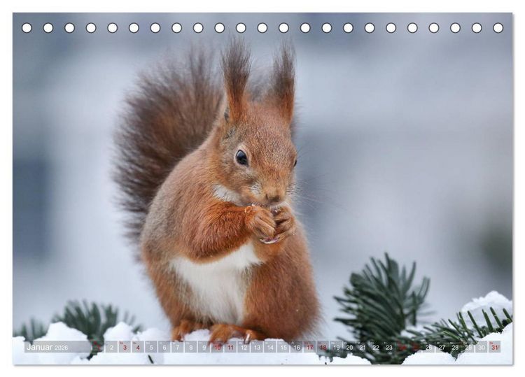 Produktbild: Eichh&ouml;rnchen in zauberhaften Posen (Tischkalender 2026 DIN A5 quer), CALVENDO Monatskalender